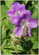 geranium des pres